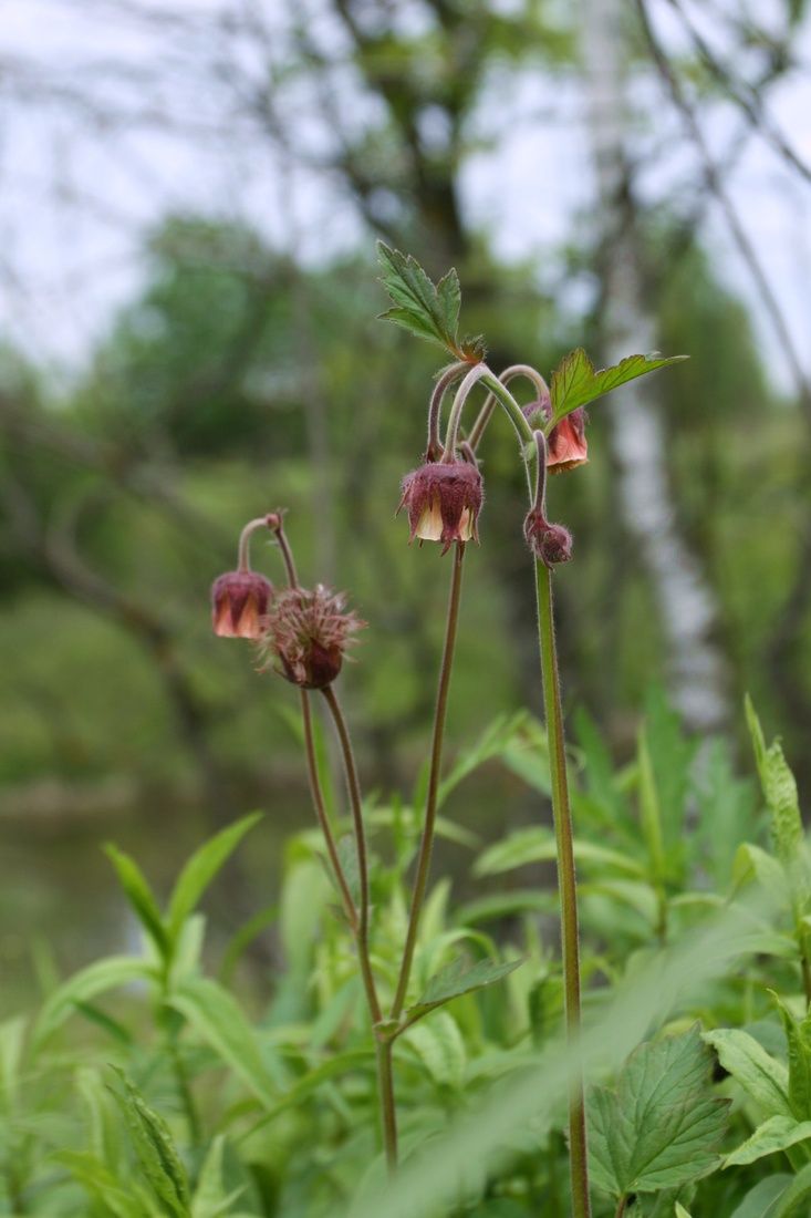 Изображение особи Geum rivale.