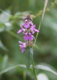 Stachys palustris. Соцветие. Костромская обл., окр. Кологрива, правый берег р. Унжа, Костромская пойма, луг. 27 августа 2020 г.