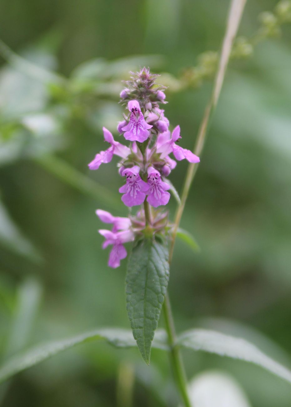 Изображение особи Stachys palustris.