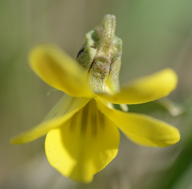 Image of Viola nuttallii specimen.
