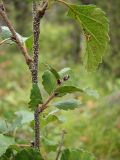 Image of taxon representative. Author is Наталья Глушковская