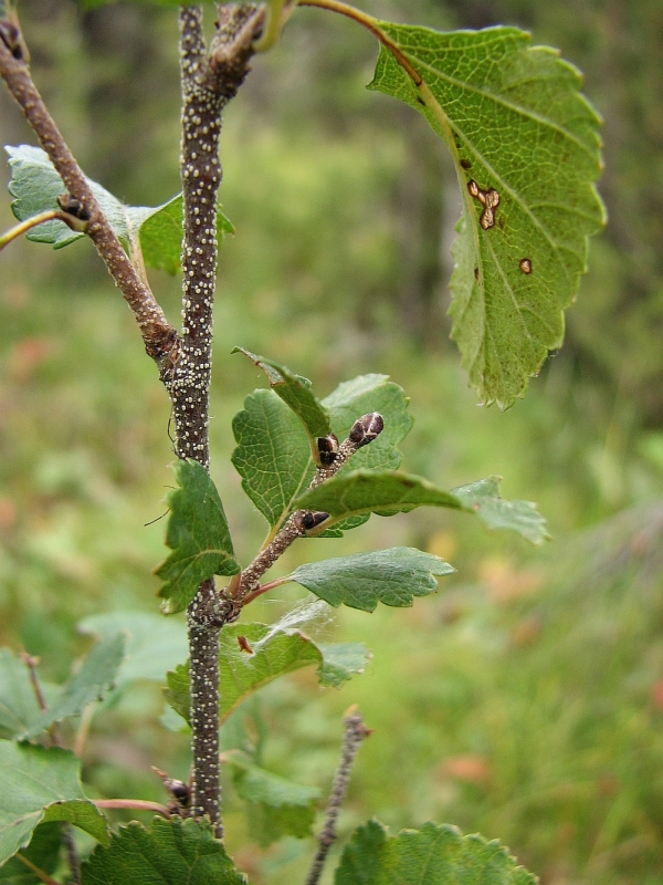 Image of Betula humilis specimen.