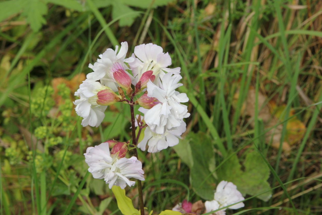 Image of Saponaria officinalis f. pleniflora specimen.