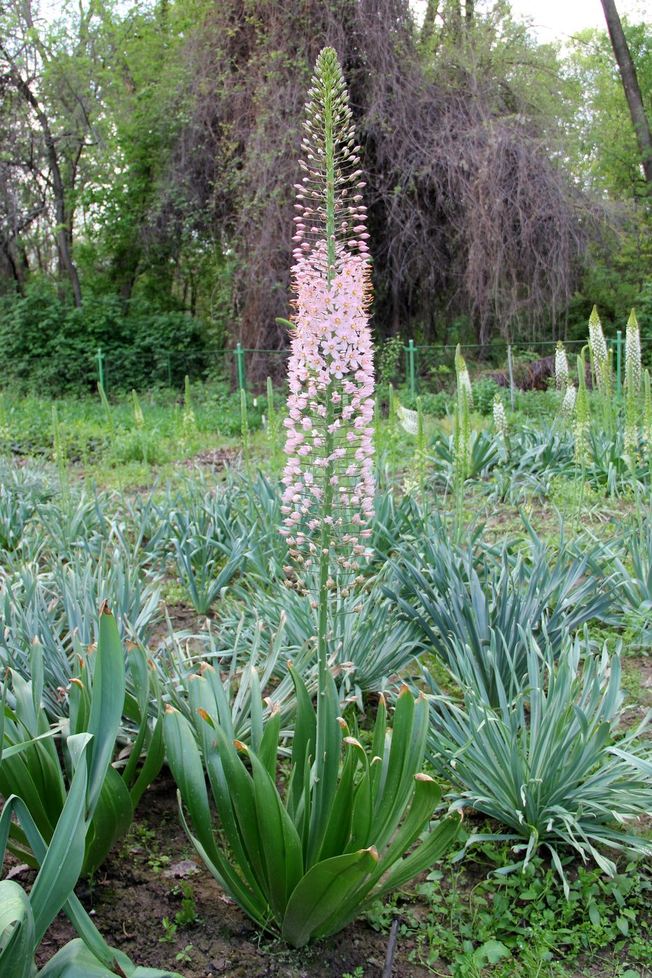 Image of Eremurus aitchisonii specimen.