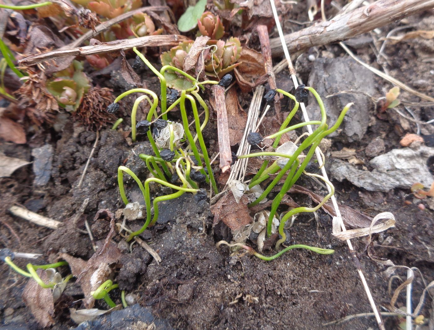 Image of Allium schoenoprasum specimen.