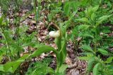 Cypripedium &times; ventricosum