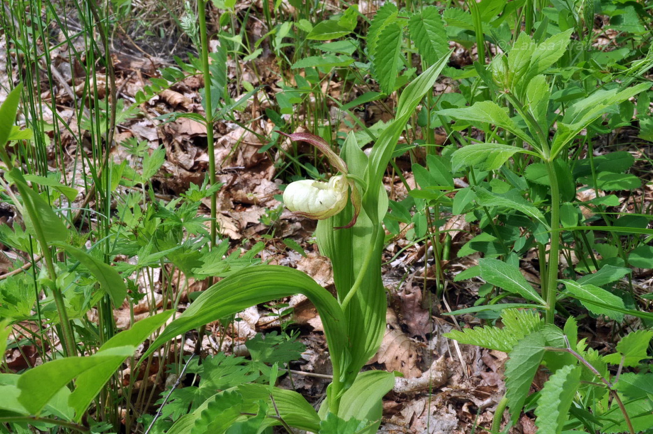 Изображение особи Cypripedium &times; ventricosum.