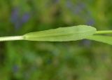 Campanula patula