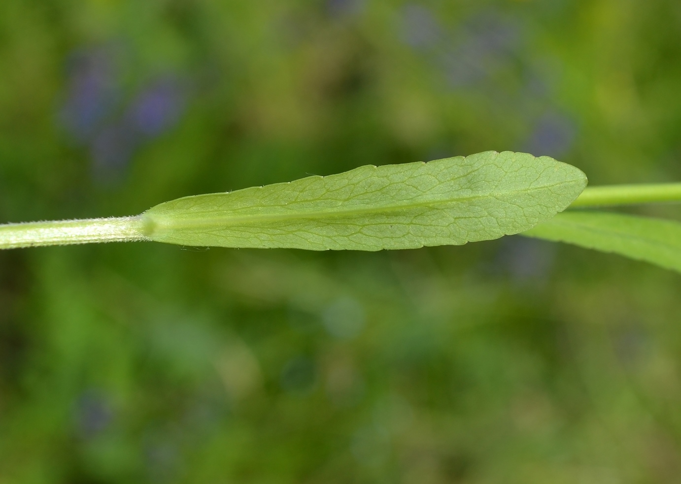 Изображение особи Campanula patula.