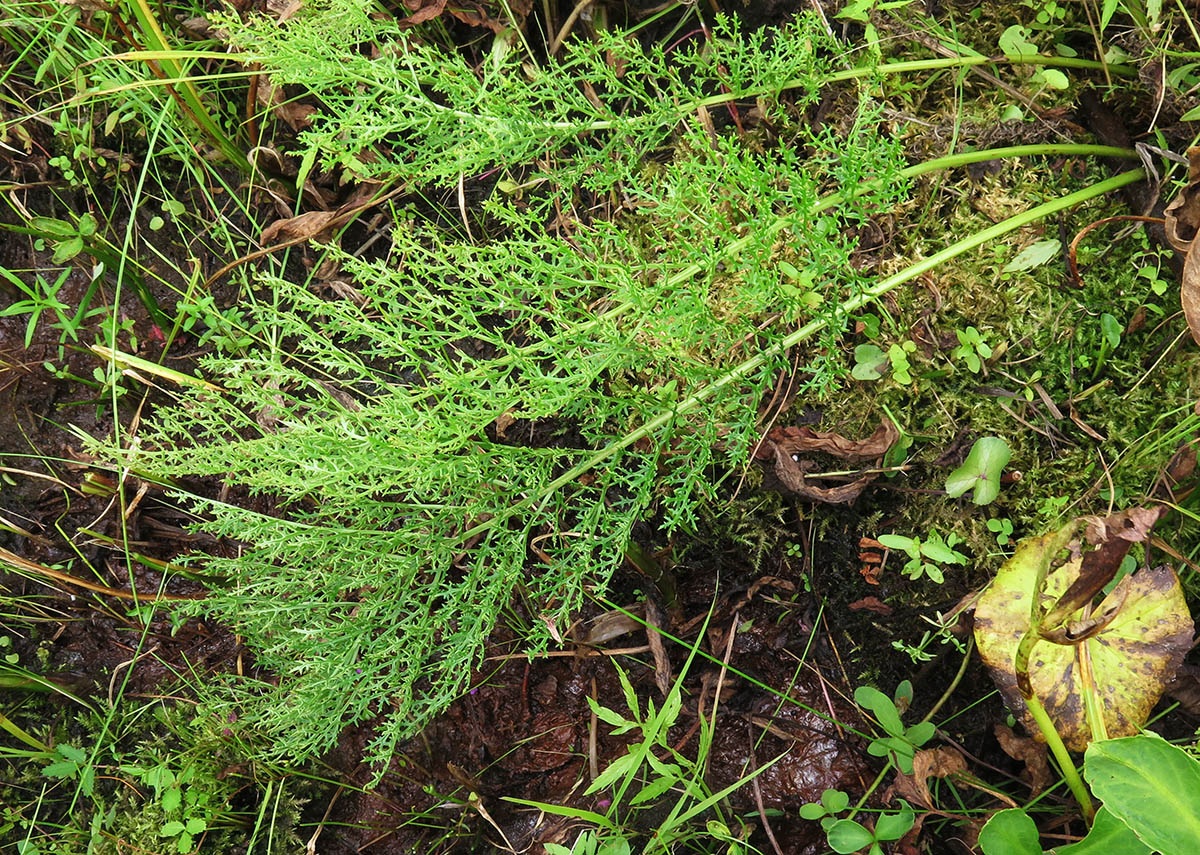 Image of Pedicularis grandiflora specimen.