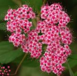 Spiraea japonica