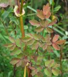 Thalictrum contortum