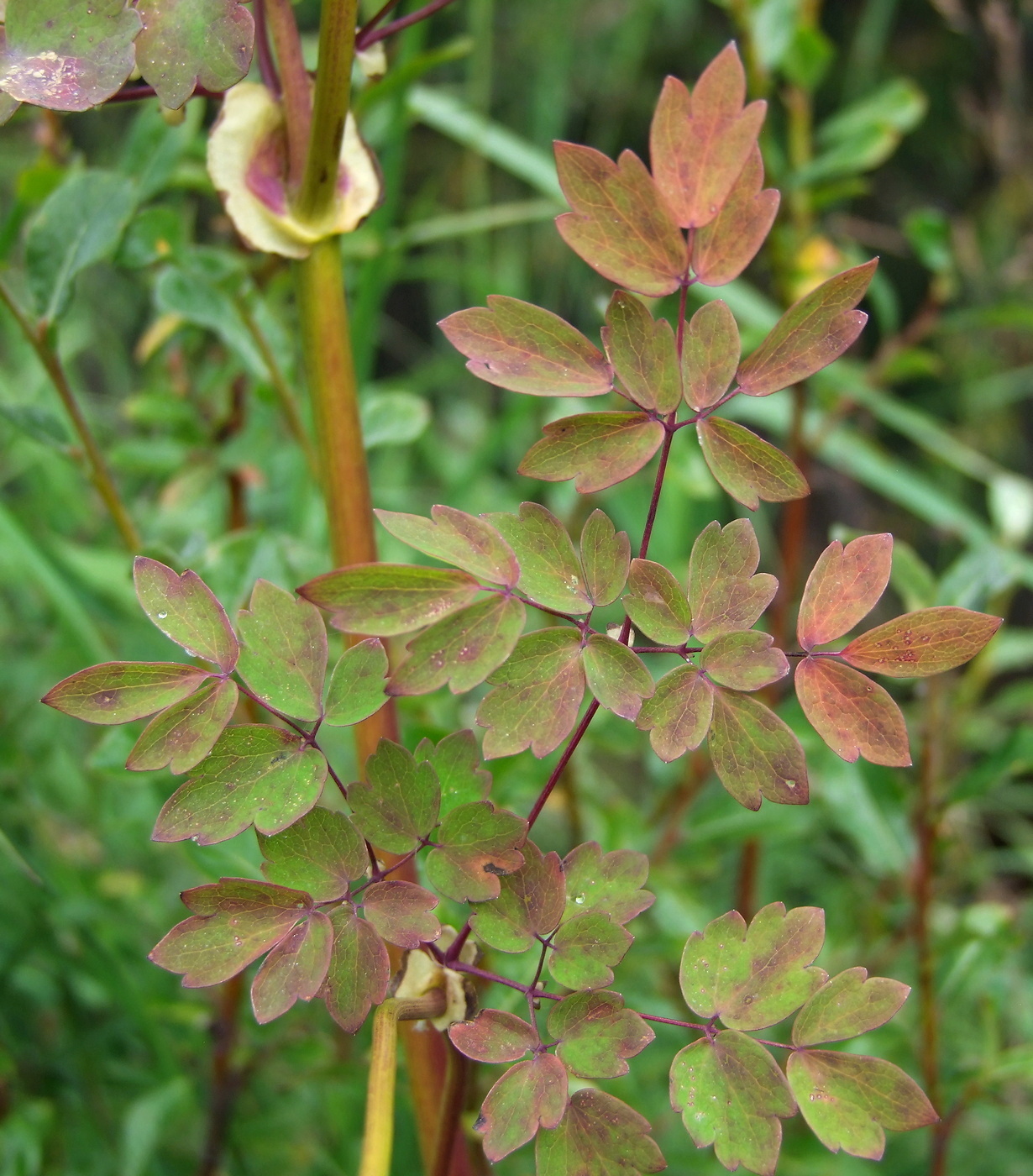 Изображение особи Thalictrum contortum.