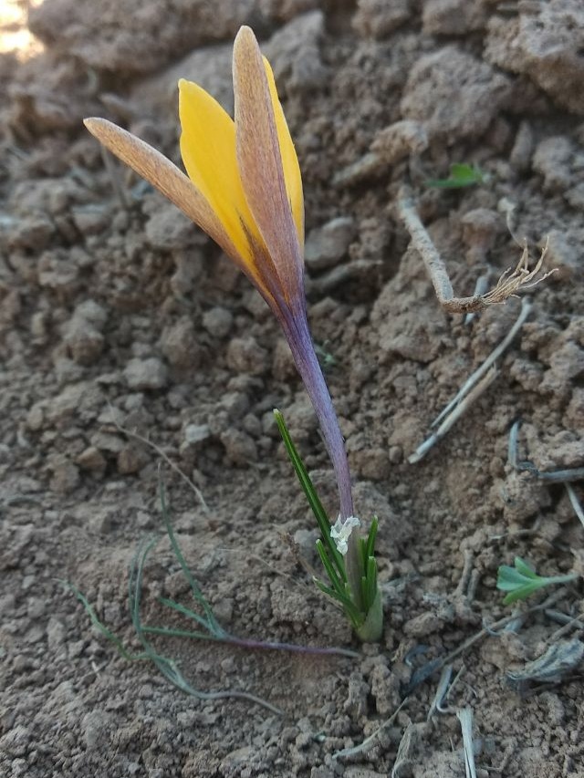 Image of Crocus korolkowii specimen.