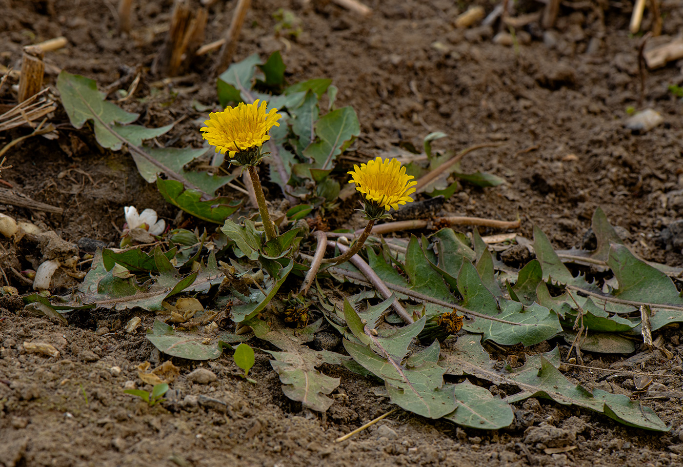 Изображение особи род Taraxacum.