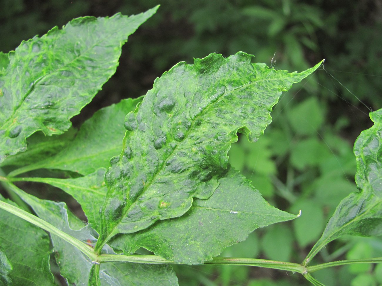 Image of Fraxinus excelsior specimen.