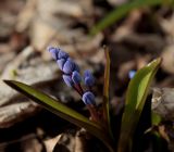 Scilla bifolia