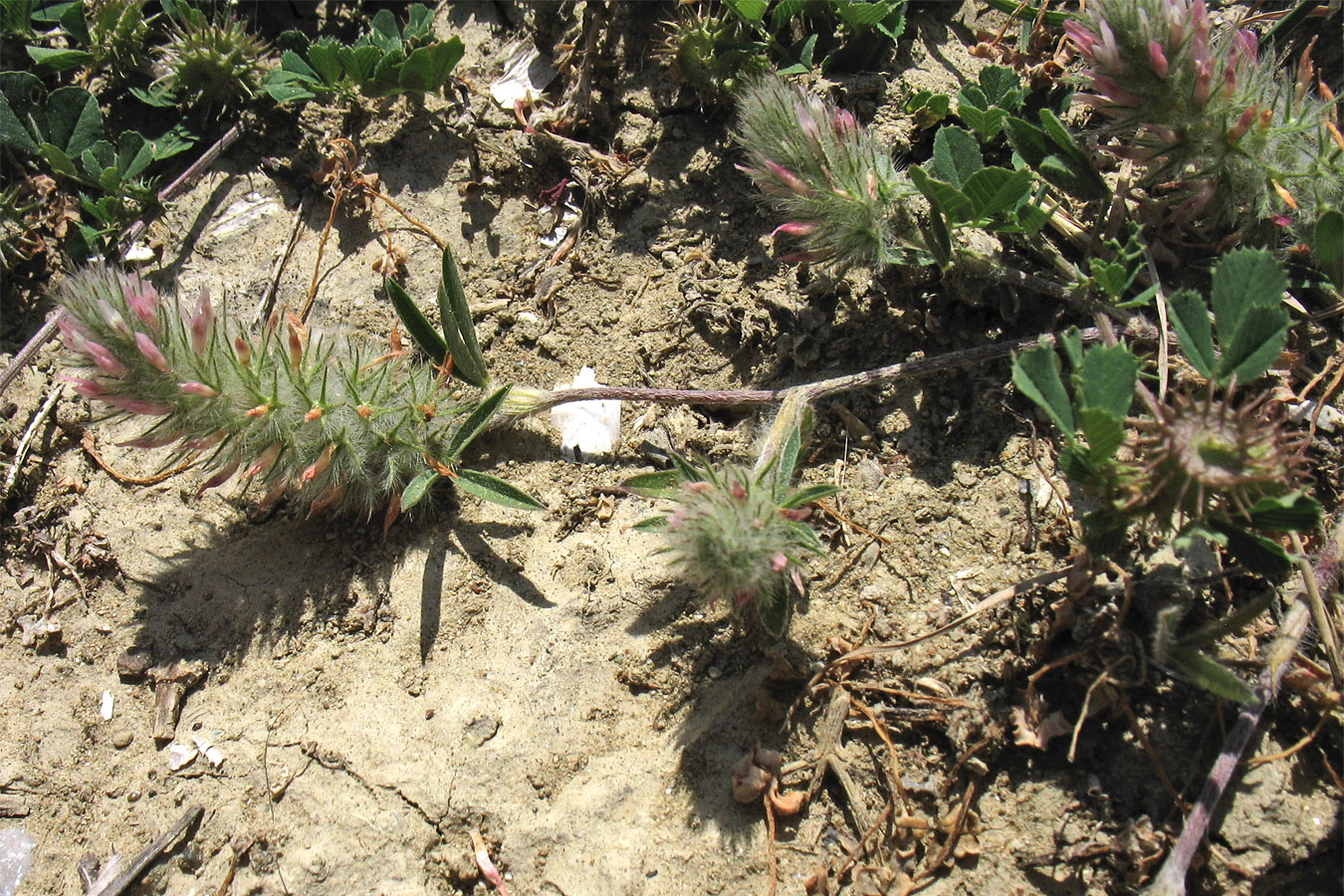 Image of Trifolium affine specimen.