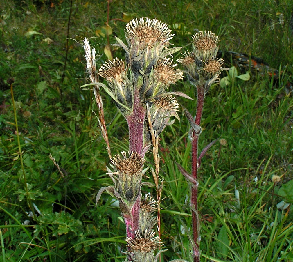 Изображение особи Saussurea baicalensis.