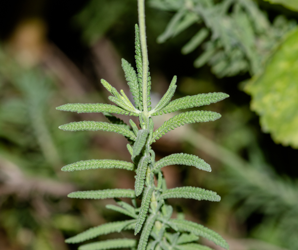 Image of Lavandula dentata specimen.