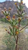 Phlomoides hissarica