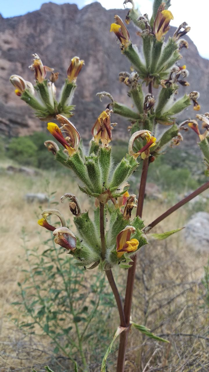 Изображение особи Phlomoides hissarica.