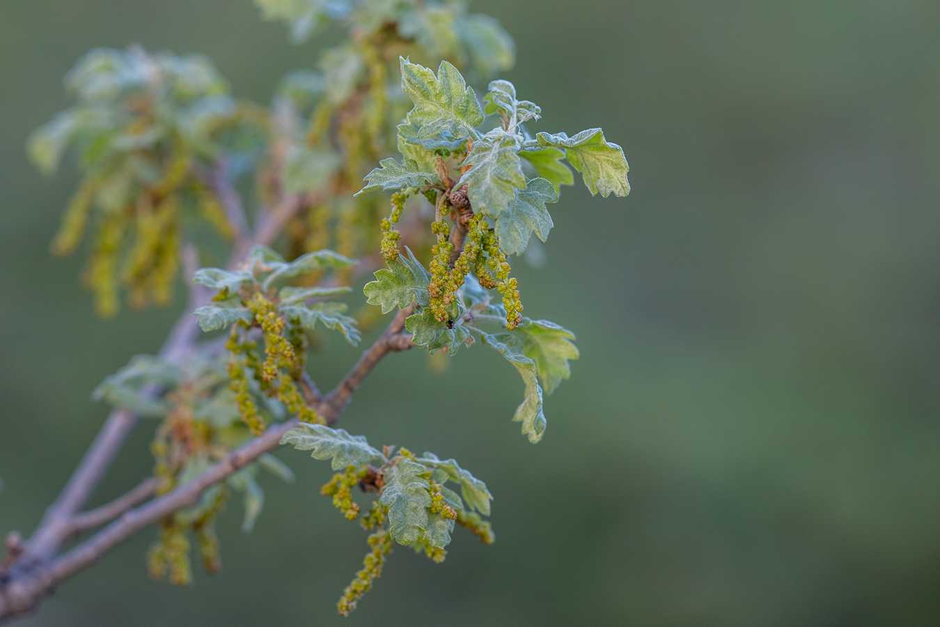 Изображение особи Quercus pubescens.