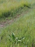 Limonium gmelinii