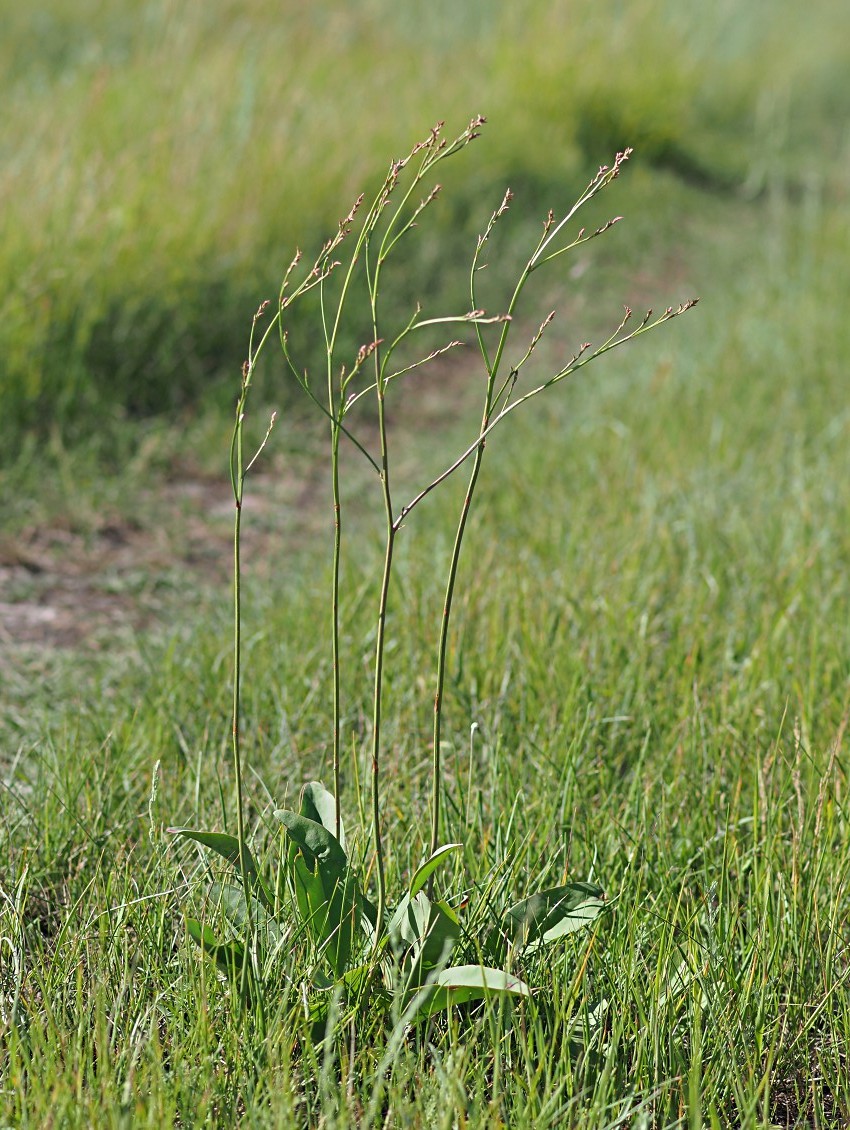 Image of Limonium gmelinii specimen.