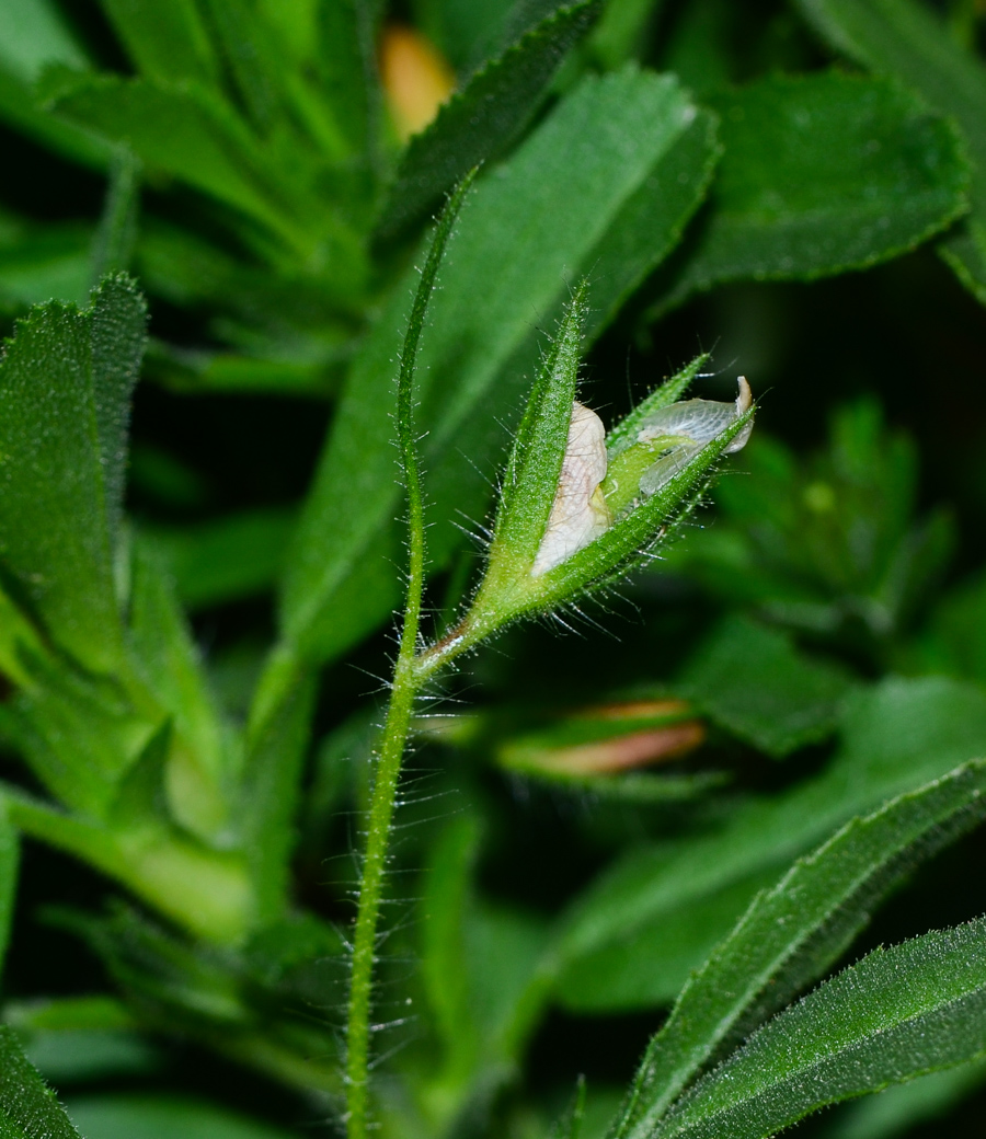 Image of Ononis viscosa specimen.