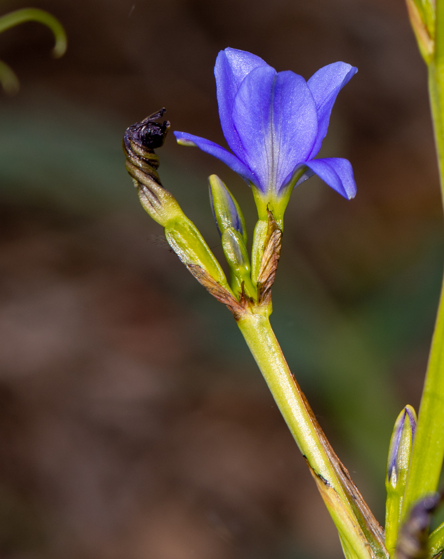 Image of Aristea ecklonii specimen.