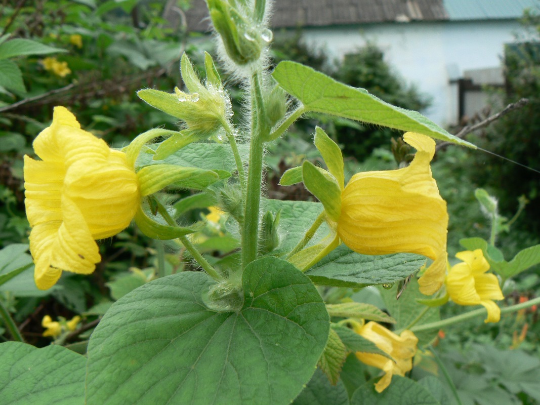 Изображение особи Thladiantha dubia.