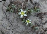 Aizoon hispanicum