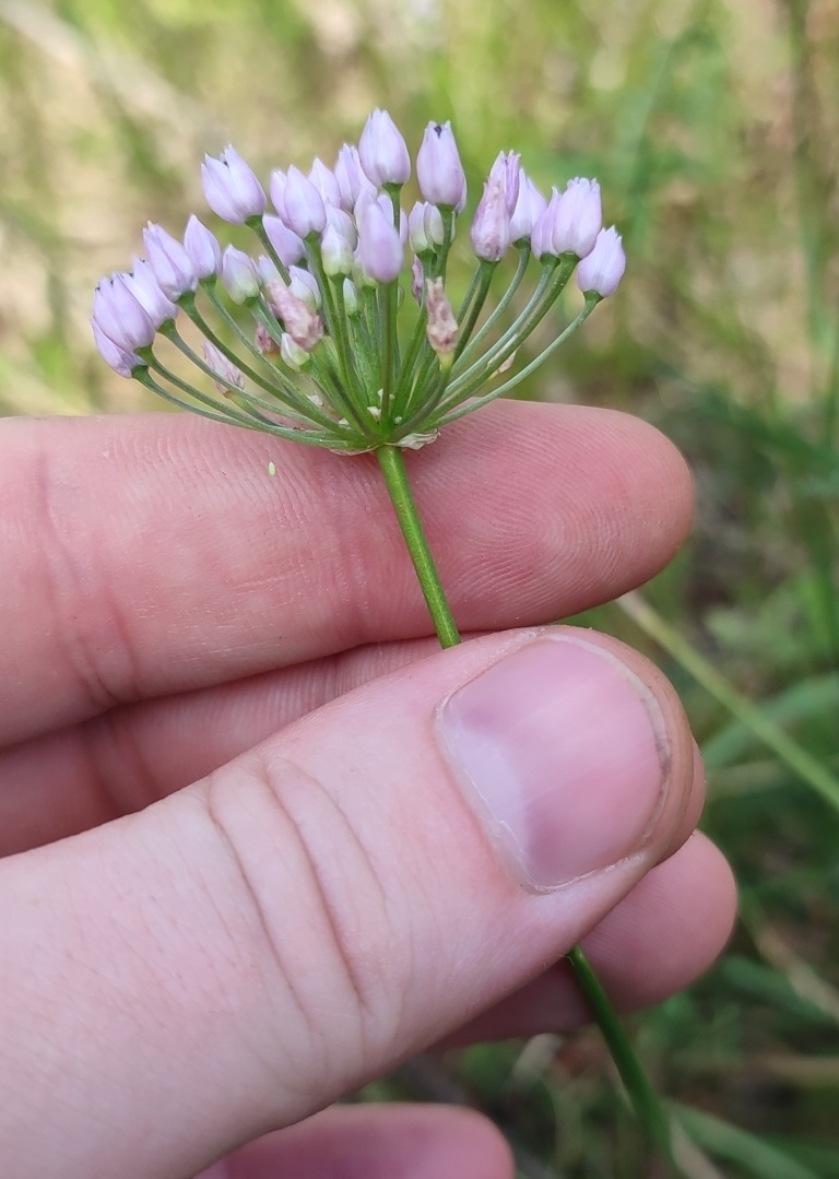 Изображение особи Allium angulosum.