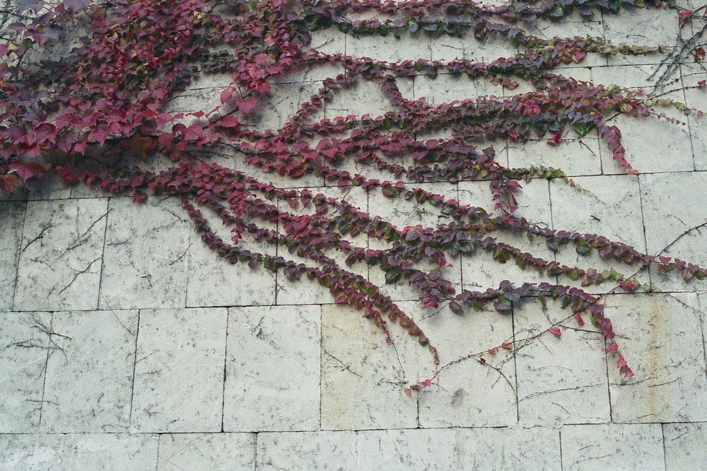 Image of Parthenocissus tricuspidata specimen.