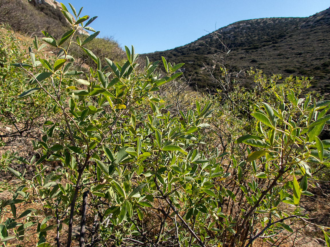 Image of Anagyris foetida specimen.