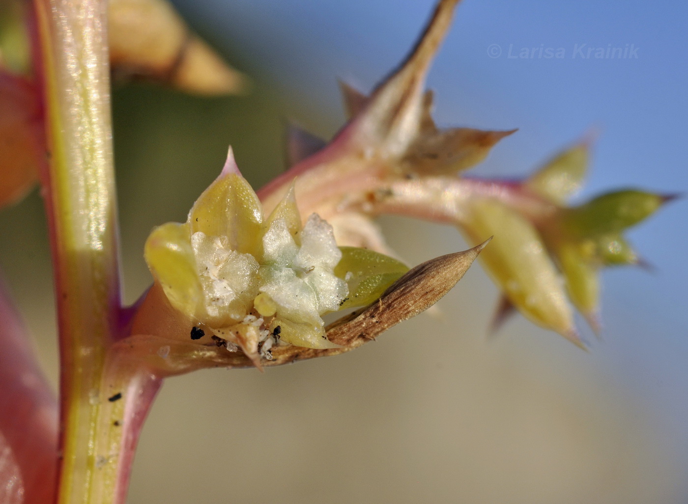 Image of genus Salsola specimen.