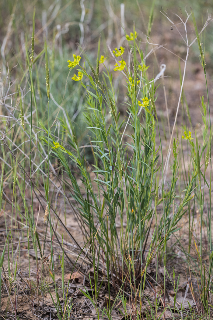 Изображение особи Euphorbia seguieriana.