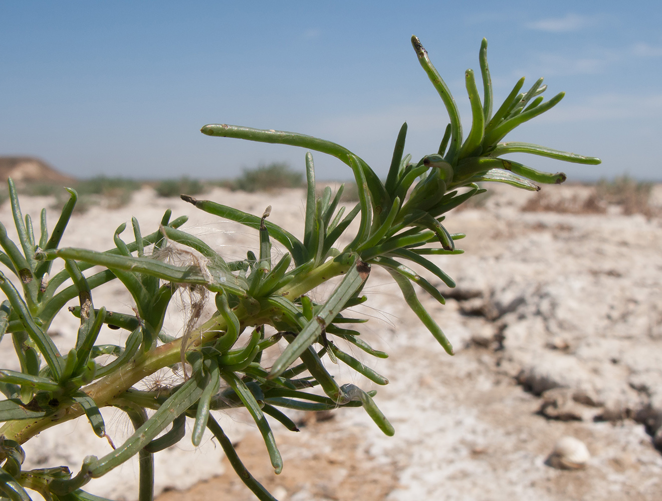 Image of Salsola soda specimen.