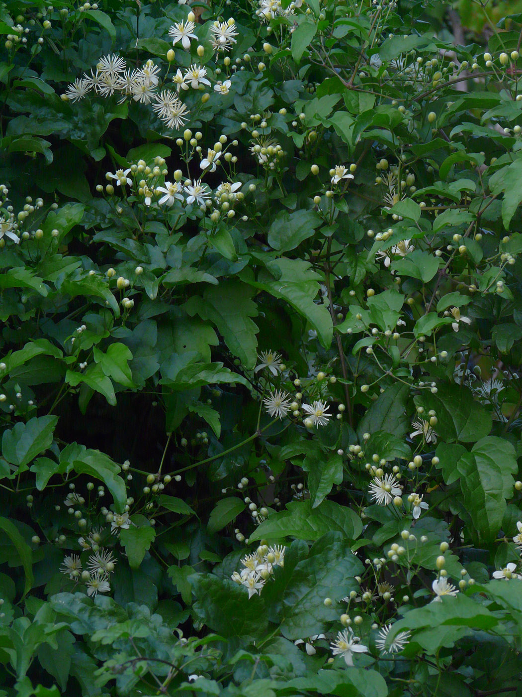 Image of Clematis vitalba specimen.