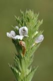 Euphrasia pectinata