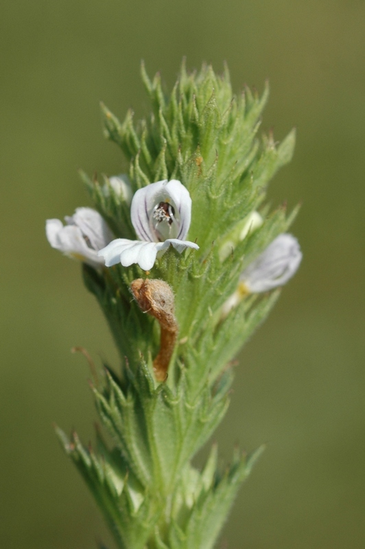 Изображение особи Euphrasia pectinata.