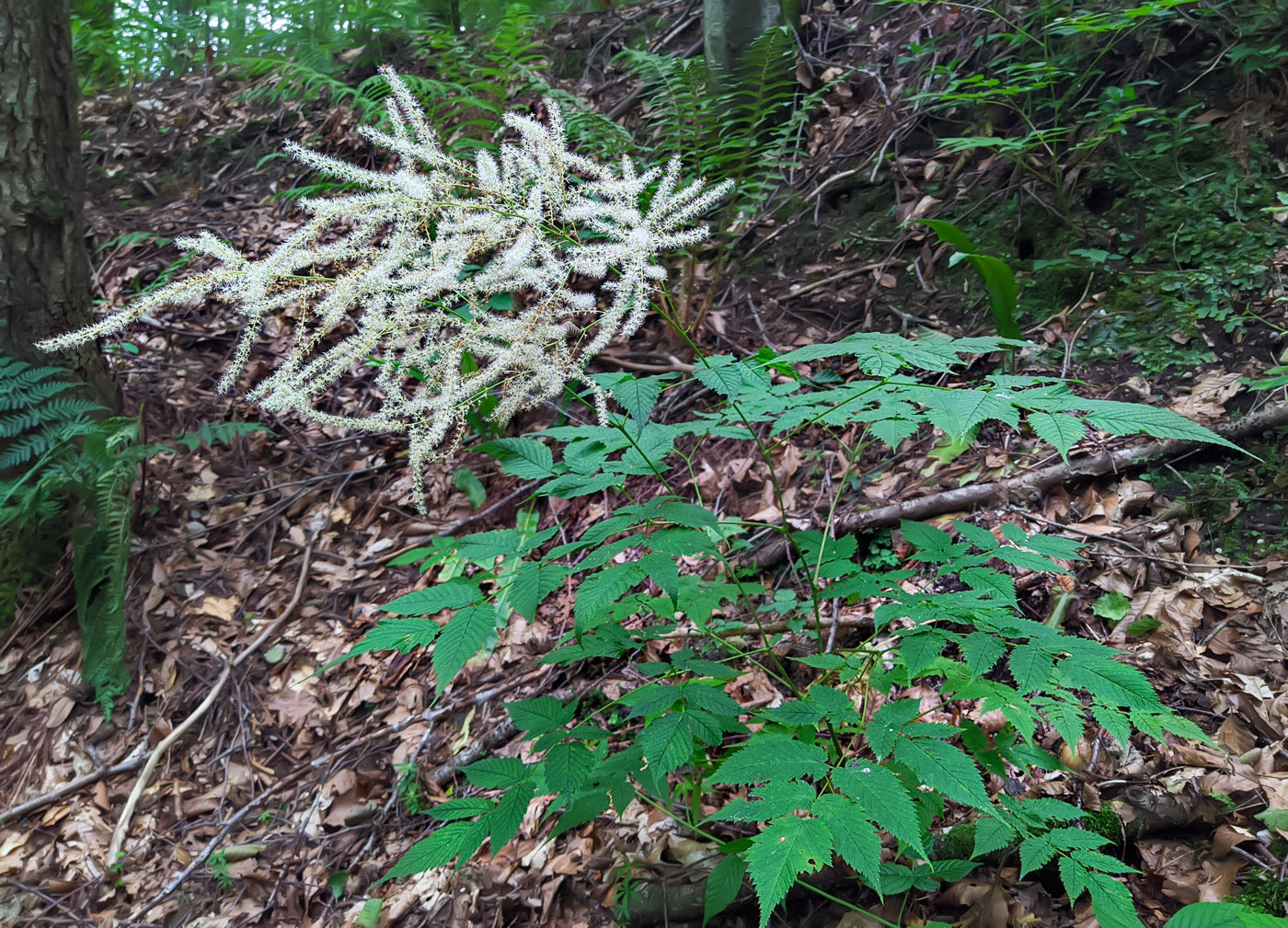 Image of Aruncus sylvestris specimen.