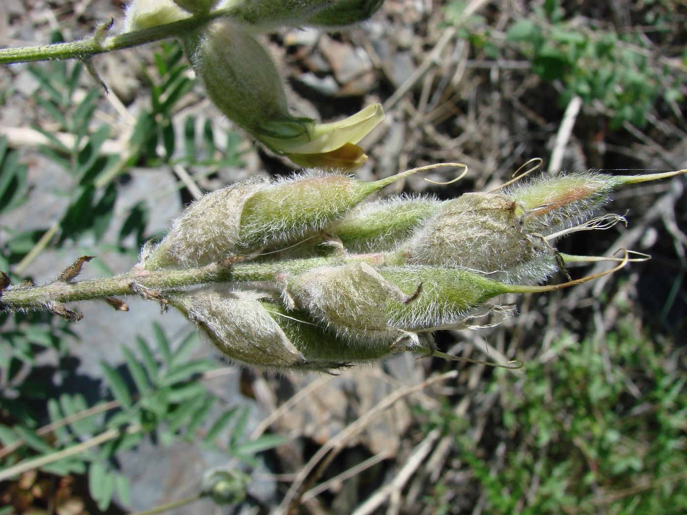 Изображение особи Astragalus iskanderi.