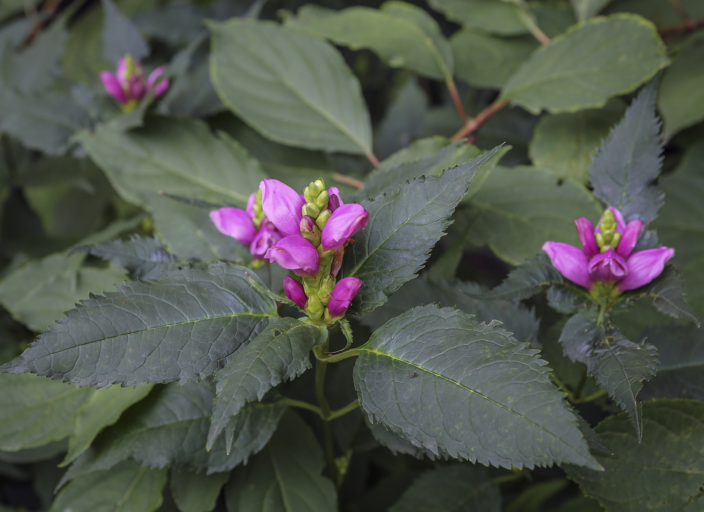 Изображение особи Chelone lyonii.