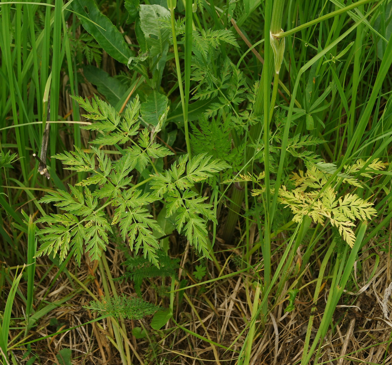 Изображение особи Anthriscus sylvestris.