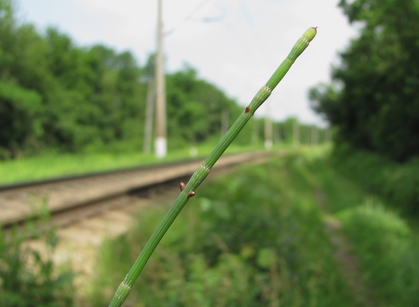 Изображение особи Equisetum ramosissimum.