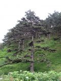 genus Picea. Взрослое дерево. Сахалинская обл., Южно-Курильский р-н, о-в Кунашир, мыс Столбчатый. Июль 2008 г.