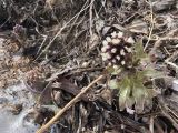 Petasites tatewakianus