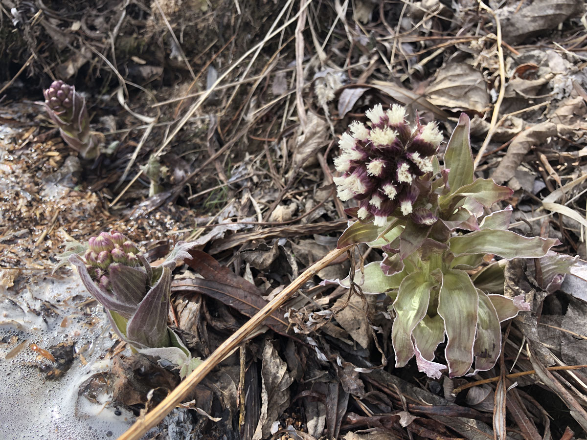 Изображение особи Petasites tatewakianus.